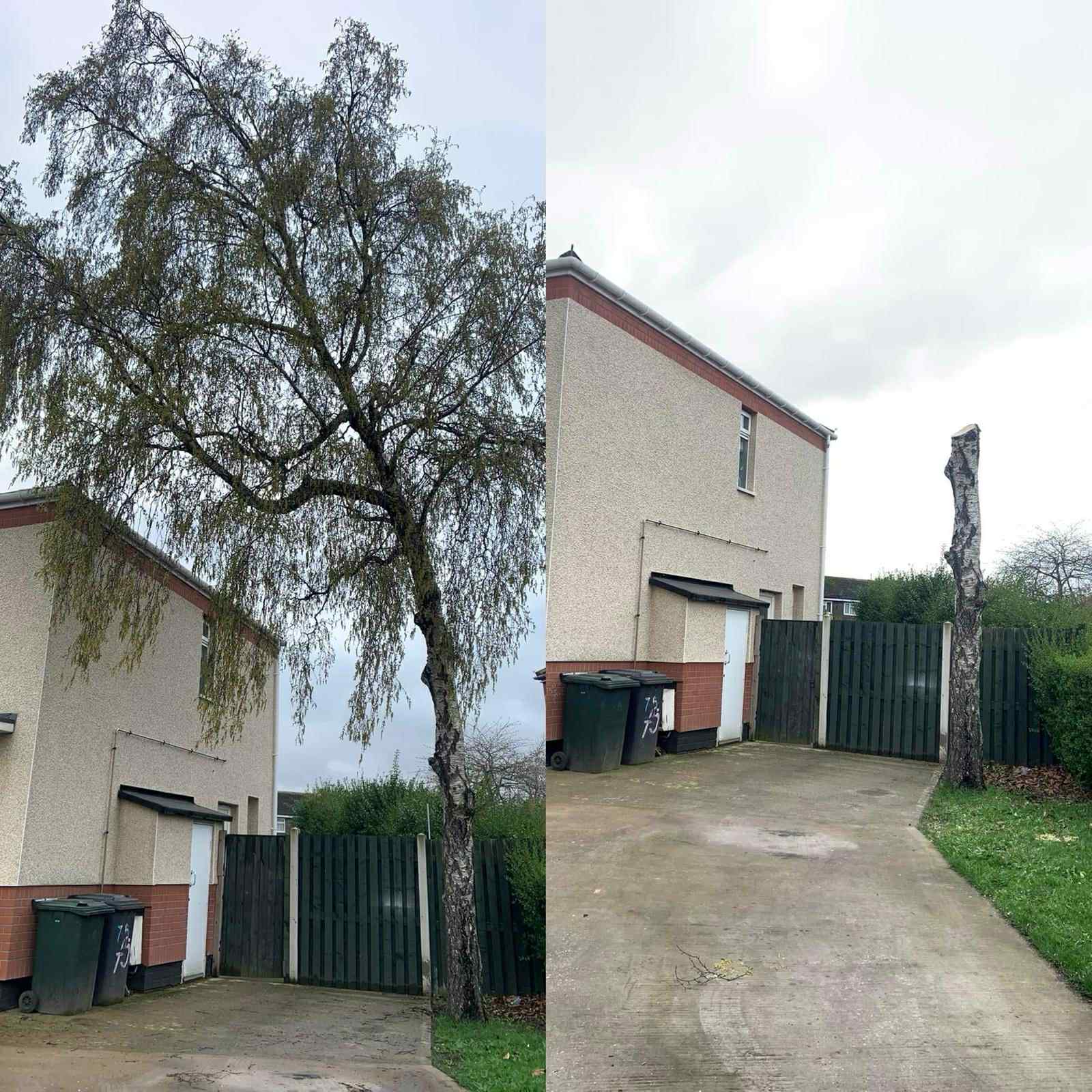 Tree services